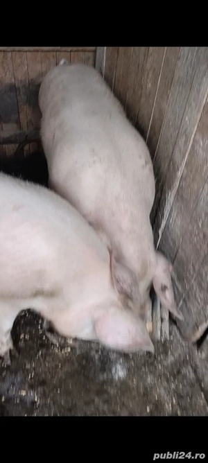 Pentru Crăciun  - imagine 2