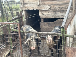 Vând porc de Crăciun