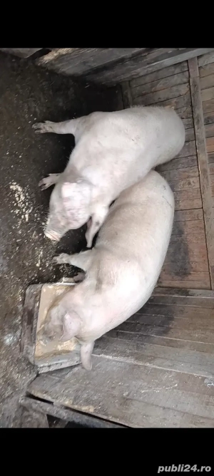 Pentru Crăciun  - imagine 3