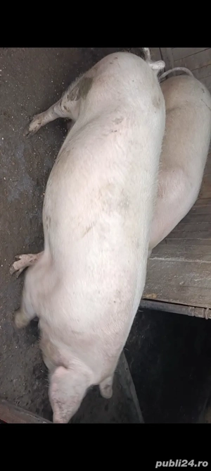 Pentru Crăciun  - imagine 4