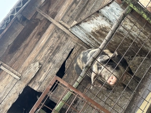 Vând porc de Crăciun - imagine 4