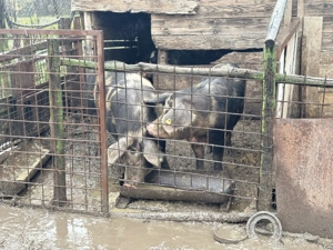 Vând porc de Crăciun - imagine 2