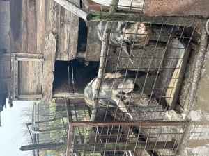 Vând porc de Crăciun - imagine 5