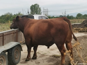 Vând  schimb taur Angus rosu - imagine 3