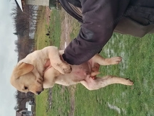 Vând cățel labrador retriever auriu - imagine 3