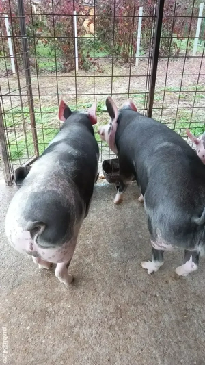 Porci Stalpeni Argeș  - imagine 5