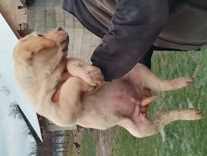 Vând puiuț labrador retriever auriu 