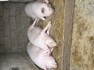 Vând porci de carne Landrace