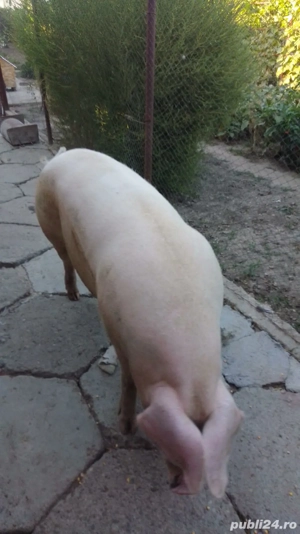 Porc de vanzare  - imagine 2