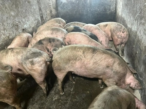 Porci de vânzare  - imagine 2