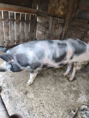 Porci de vânzare, crescuți bio, la curte - imagine 2