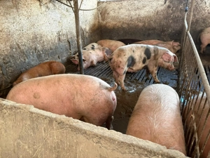 Porci de vânzare  - imagine 3