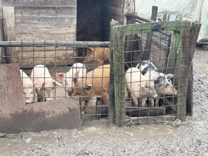 Purcei de vânzare  - imagine 2