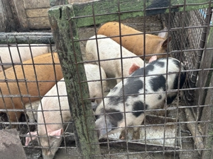 Purcei de vânzare  - imagine 3