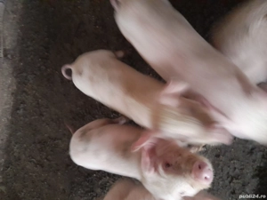 purcei de vanzari - imagine 2