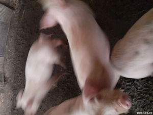 porci mici - imagine 4