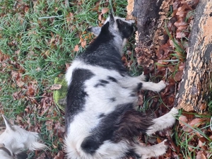 Donez trei capre - imagine 4