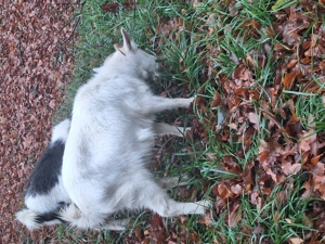 Donez trei capre - imagine 2