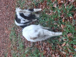 Donez trei capre - imagine 3