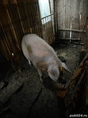 Porci De Vanzare AFUMATI