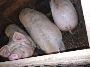 Vând porci de carne 