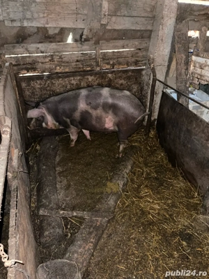 Porci De Vanzare AFUMATI - imagine 4