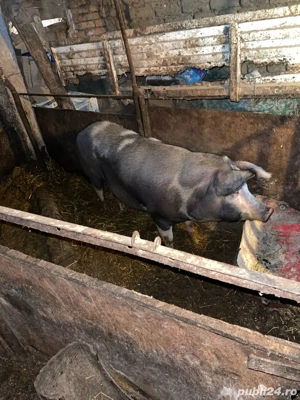Porci De Vanzare AFUMATI - imagine 3