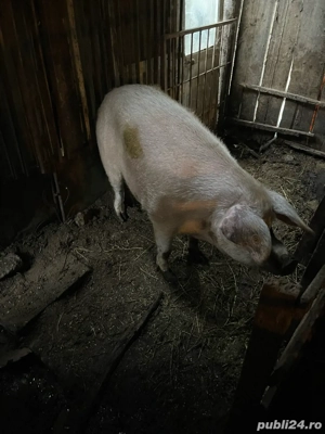 Porci De Vanzare AFUMATI - imagine 2