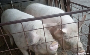 unul din doi la alegere