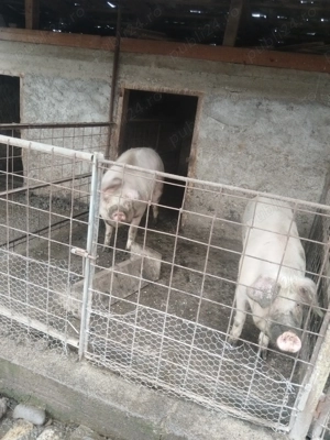 De vânzare 120 150kg - imagine 2