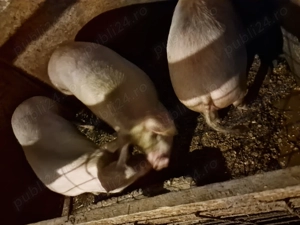 Vând porci de carne  - imagine 3