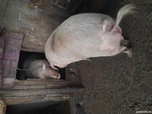 porc de scrificat. - imagine 2