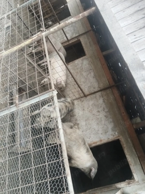 De vânzare 120 150kg