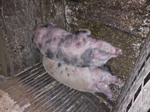 Vând porci de carne  - imagine 2