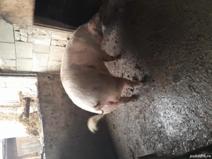 porc de scrificat. - imagine 5