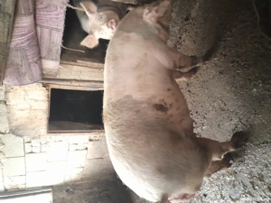 porc de scrificat. - imagine 3