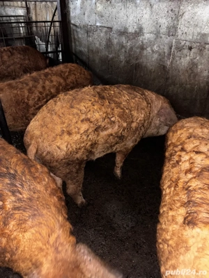 Porci mangalita de vanzare in viu sau taiat - imagine 5