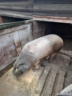 Porci de vanzare  - imagine 5