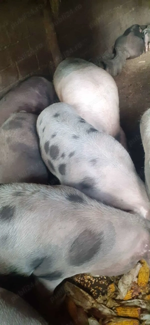 Porci rasa petreanu  - imagine 2