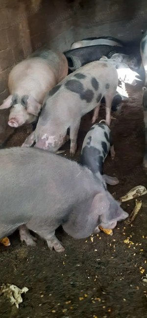 Porci rasa petreanu  - imagine 3