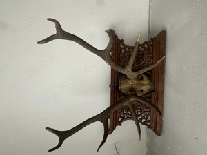 De vânzare panoplie trofeu cerb 