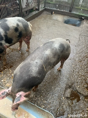 Vand porc  - imagine 3