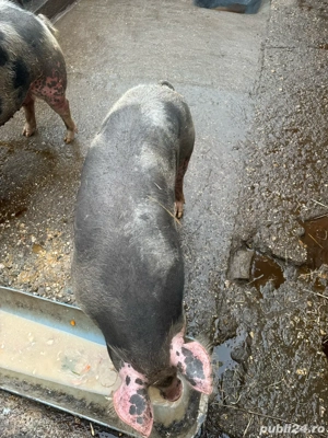 Vand porc  - imagine 5