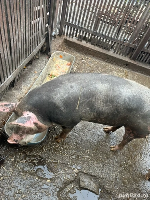 Vand porc  - imagine 4