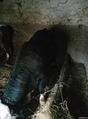 vand taur gras - imagine 3