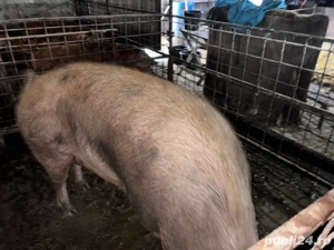 Porci de vanzare in viu sau la sfert   jumatate - imagine 2