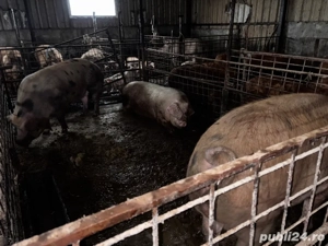 Porci de vanzare in viu sau la sfert   jumatate