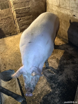 Purcea de vanzare - imagine 2