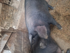 Porc de vanzare - imagine 2