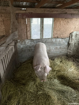 Porc de carne  - imagine 2